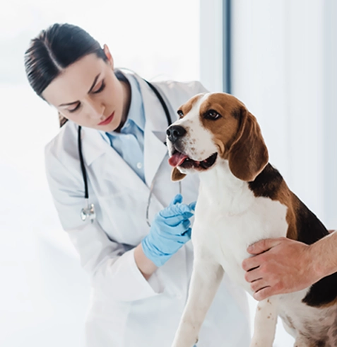 Örnekköy Veteriner